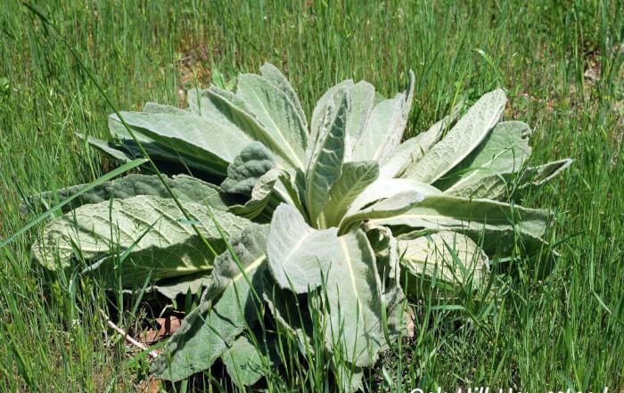 10 Best Herbs To Grow In A Drought Garden - 85