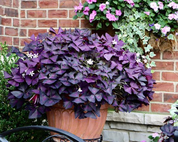 13 Beautiful Fall Flowers For Container Garden - 97