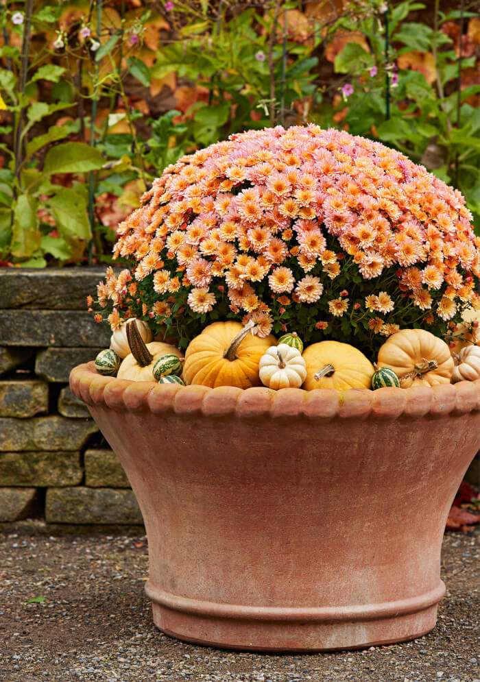 13 Beautiful Fall Flowers For Container Garden - 99