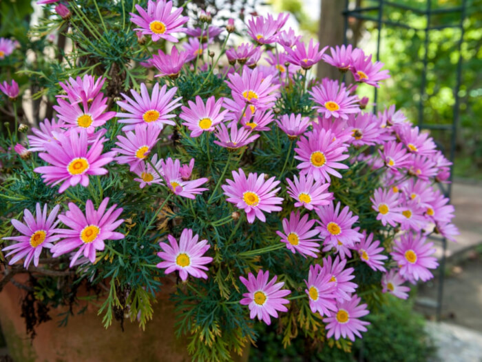 13 Beautiful Fall Flowers For Container Garden - 101