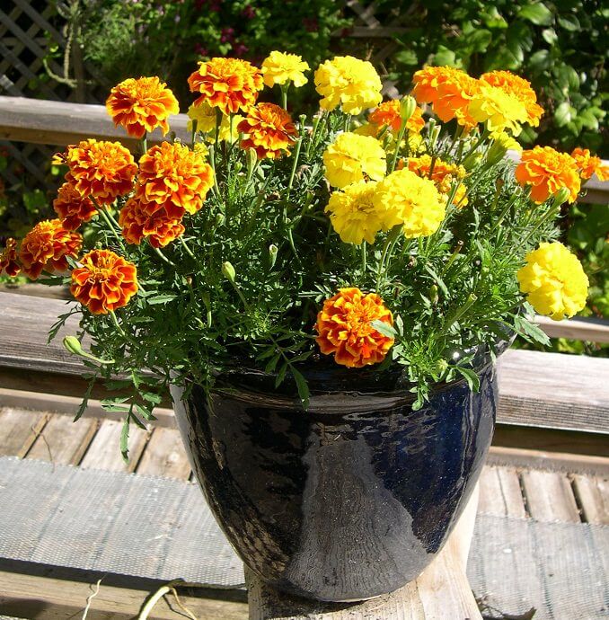 13 Beautiful Fall Flowers For Container Garden - 103