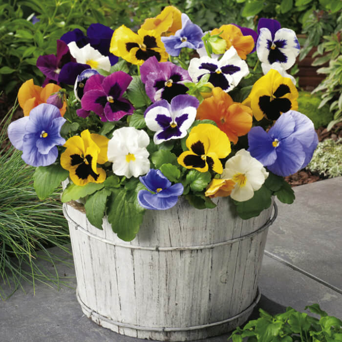 13 Beautiful Fall Flowers For Container Garden - 105