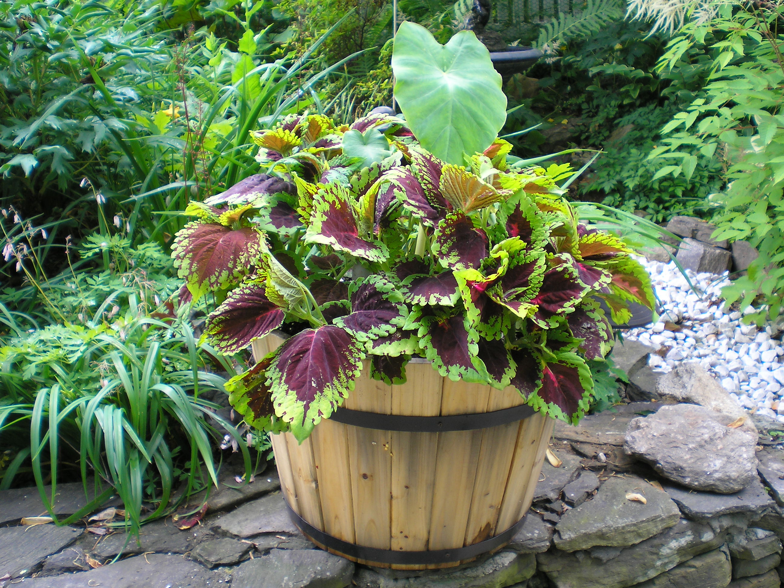 13 Beautiful Fall Flowers For Container Garden - 107