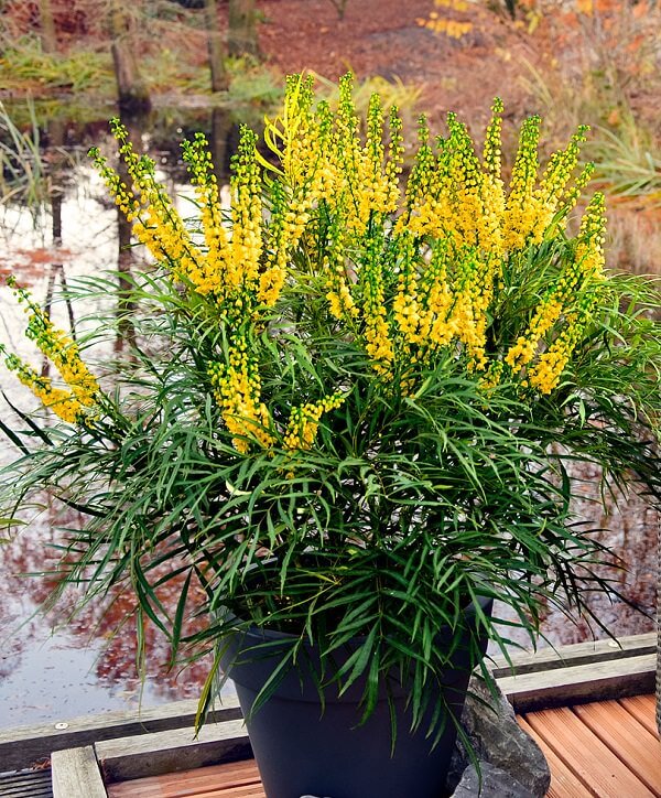 13 Beautiful Fall Flowers For Container Garden - 109