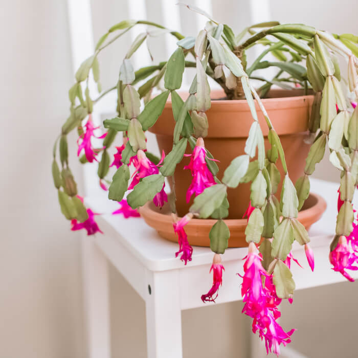 19 Beautiful South American Houseplants That You Will Want to Grow