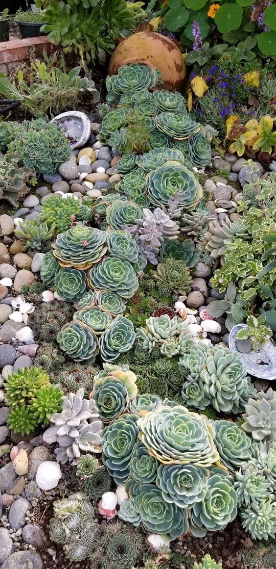 19 Amazing Succulent Porch Garden Ideas - 157