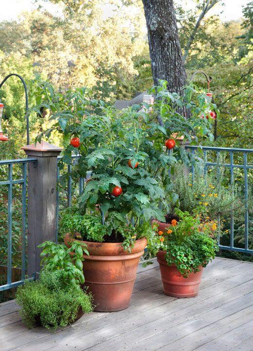 19 Edible Balcony Garden Ideas For Fresh Food All Year Round - 143