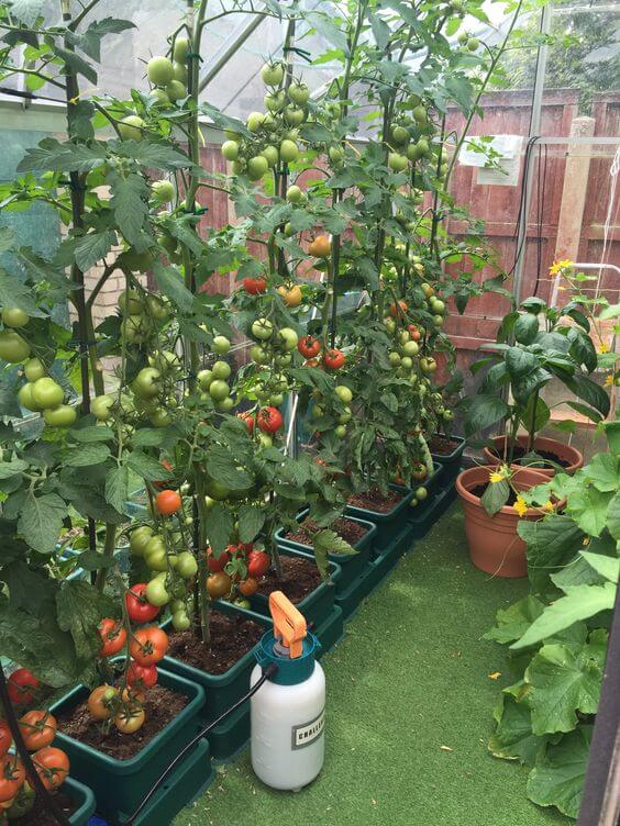 19 Edible Balcony Garden Ideas For Fresh Food All Year Round - 147