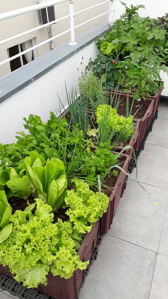 19 Edible Balcony Garden Ideas For Fresh Food All Year Round - 149