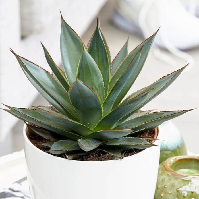 17 Stunning Blue Foliage Houseplants To Liven Up Your Living Space - 123