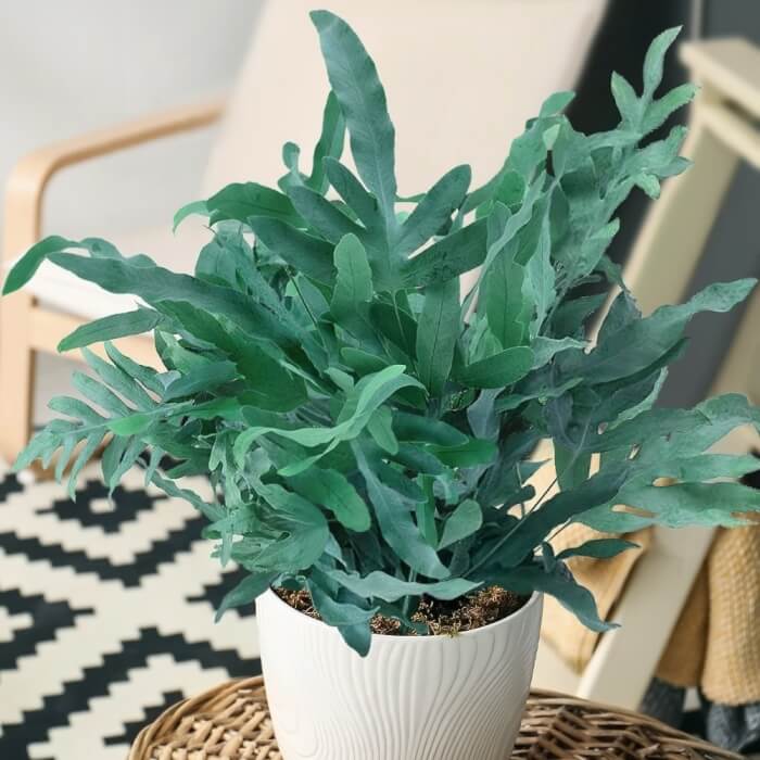 17 Stunning Blue Foliage Houseplants To Liven Up Your Living Space - 125