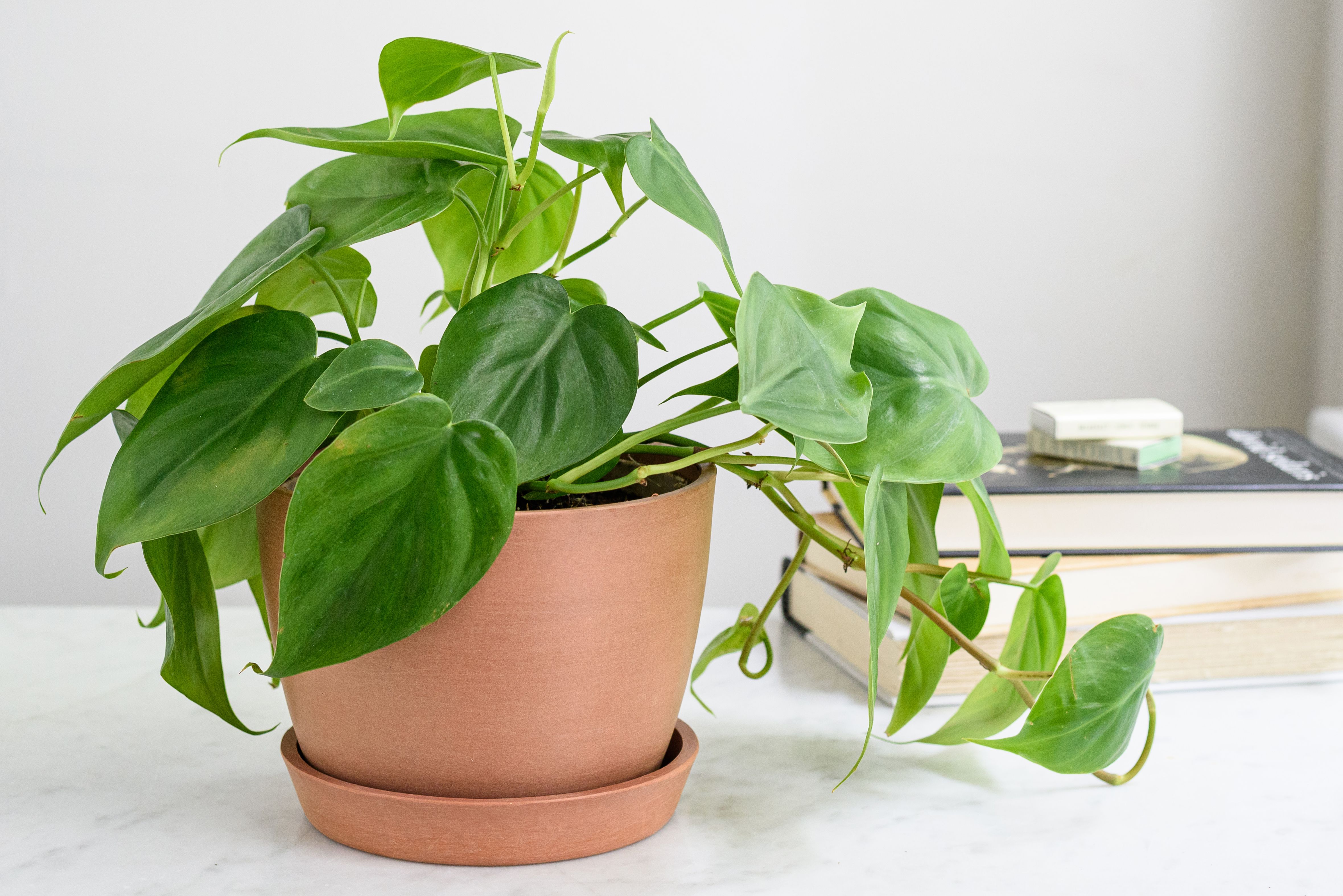25 Houseplants That Can Grow Well Without Sunlight - 161
