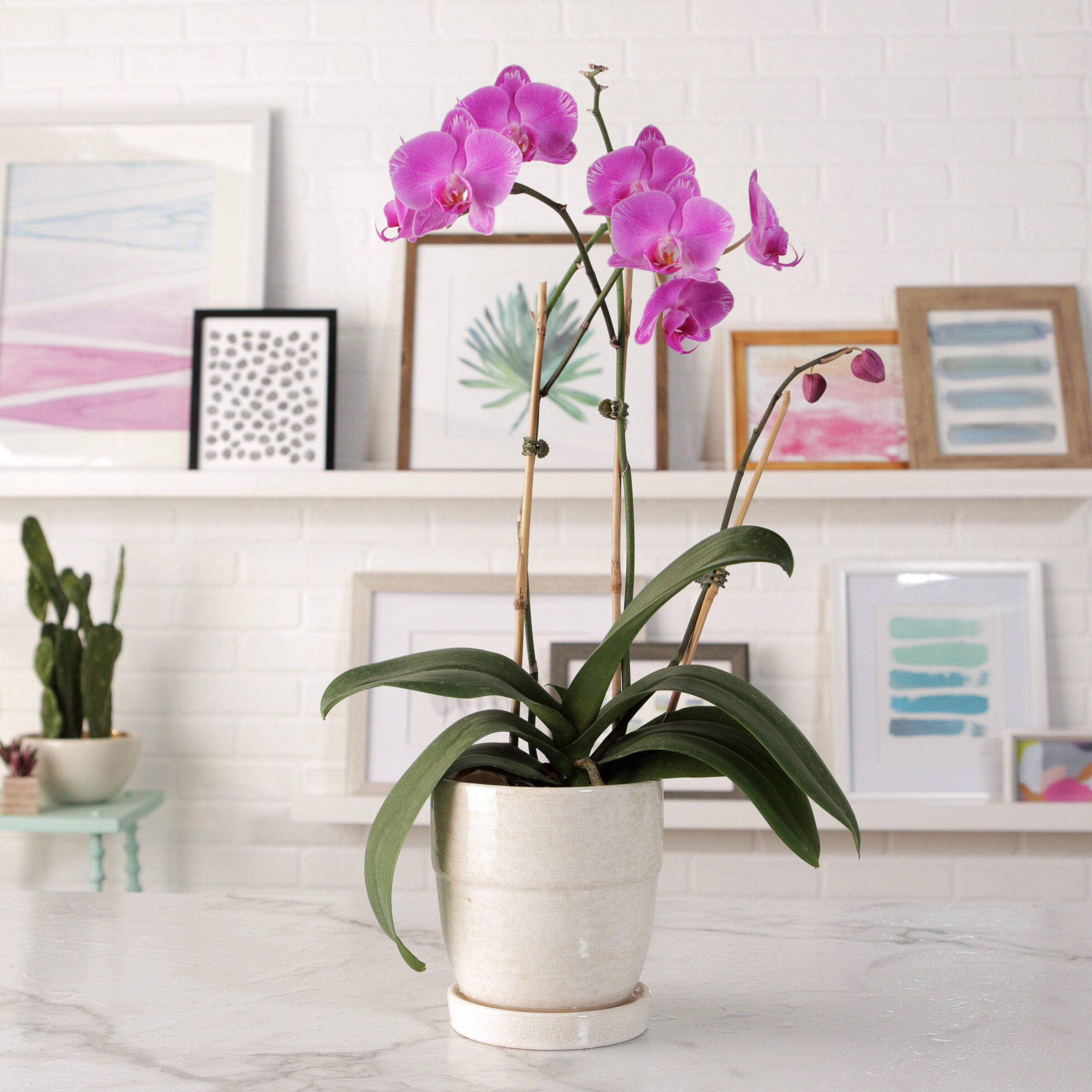 25 Houseplants That Can Grow Well Without Sunlight - 163