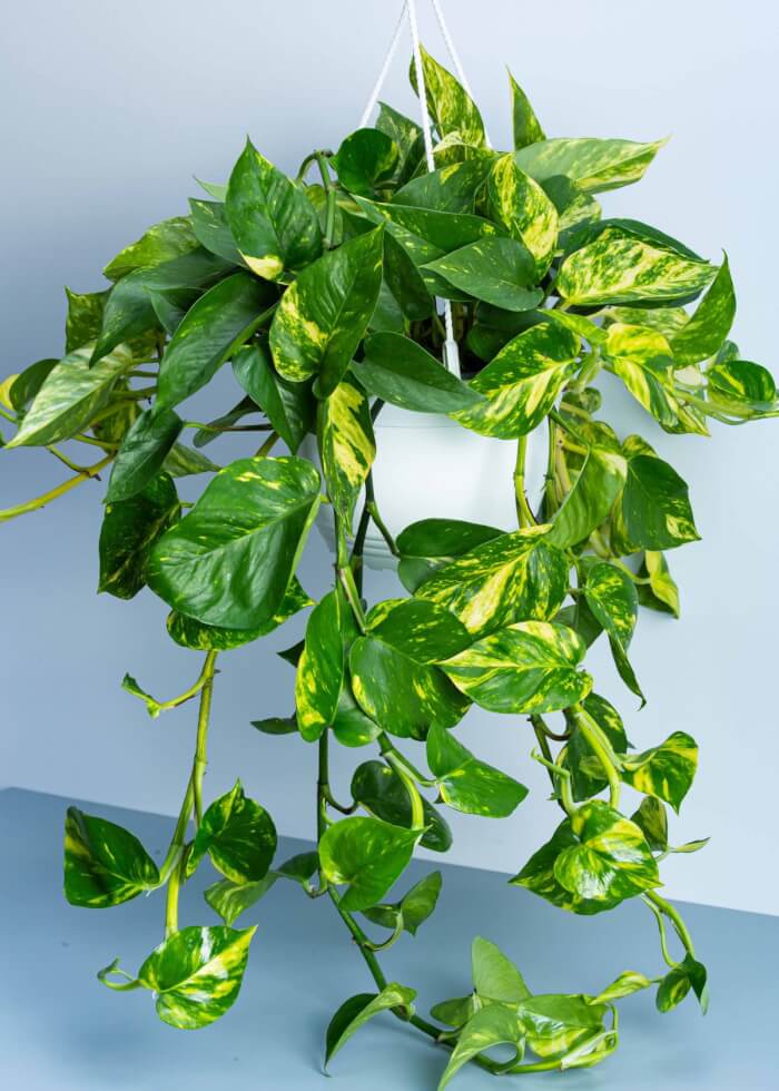 25 Houseplants That Can Grow Well Without Sunlight - 165
