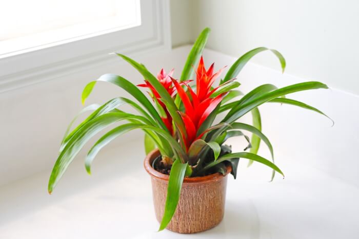 25 Houseplants That Can Grow Well Without Sunlight - 167