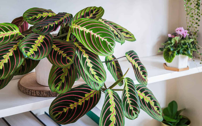 25 Houseplants That Can Grow Well Without Sunlight - 171