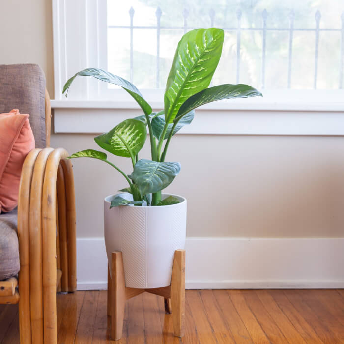 25 Houseplants That Can Grow Well Without Sunlight - 173