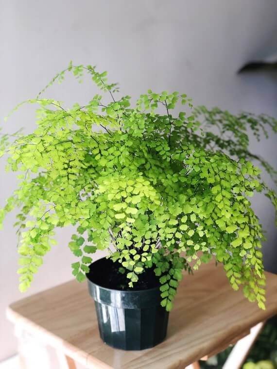 25 Houseplants That Can Grow Well Without Sunlight - 175