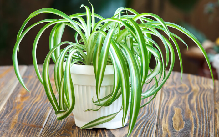 25 Houseplants That Can Grow Well Without Sunlight - 177