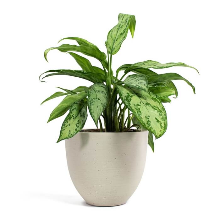 25 Houseplants That Can Grow Well Without Sunlight - 187