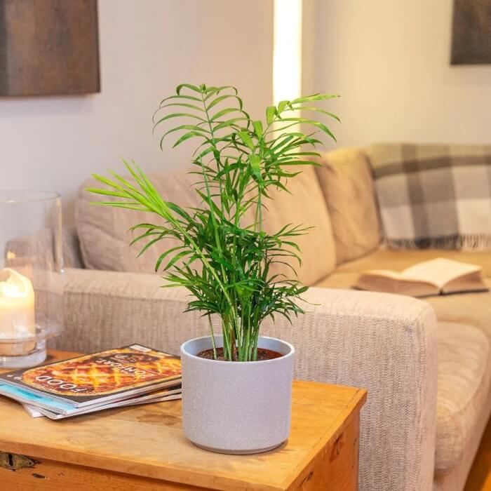 25 Houseplants That Can Grow Well Without Sunlight - 195