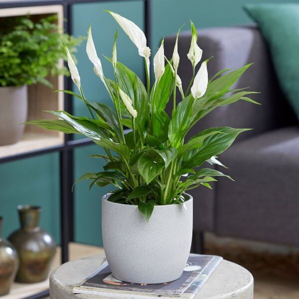 25 Houseplants That Can Grow Well Without Sunlight - 199