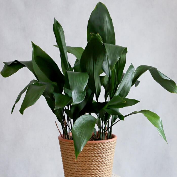 25 Houseplants That Can Grow Well Without Sunlight - 203