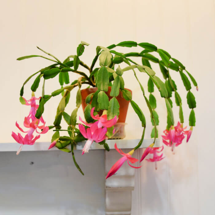 30 Colorful Houseplant To Boost Curb Appeal In The Home