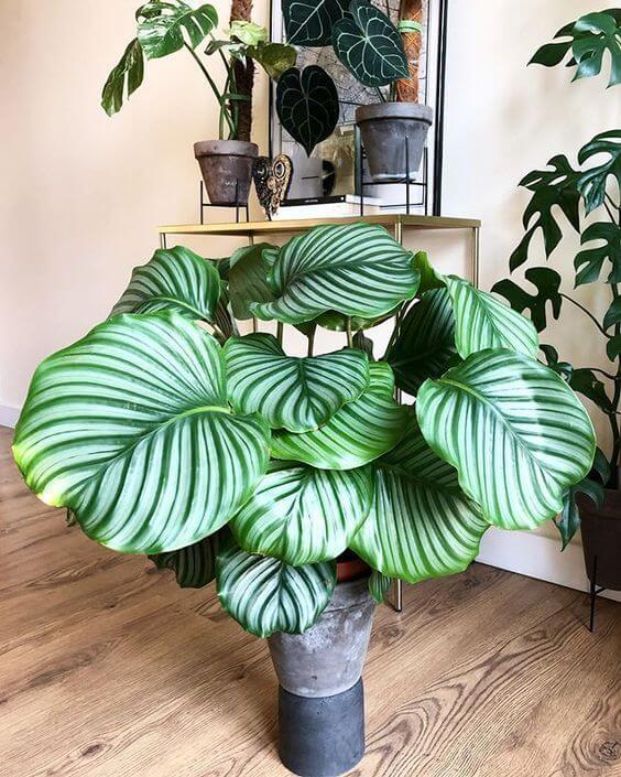 12 Stunning Indoor Plants That Have Round Leaves