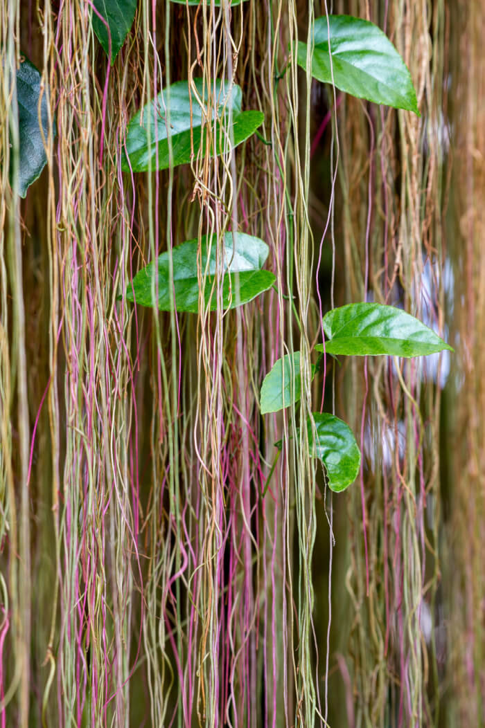 13 Beautiful Indoor Plants That Have Shapes Look Like Pothos - 89