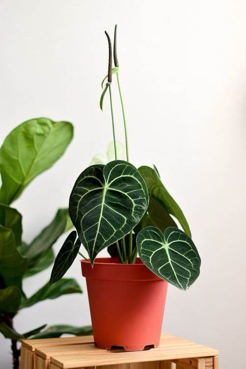 13 Beautiful Indoor Plants That Have Shapes Look Like Pothos - 91