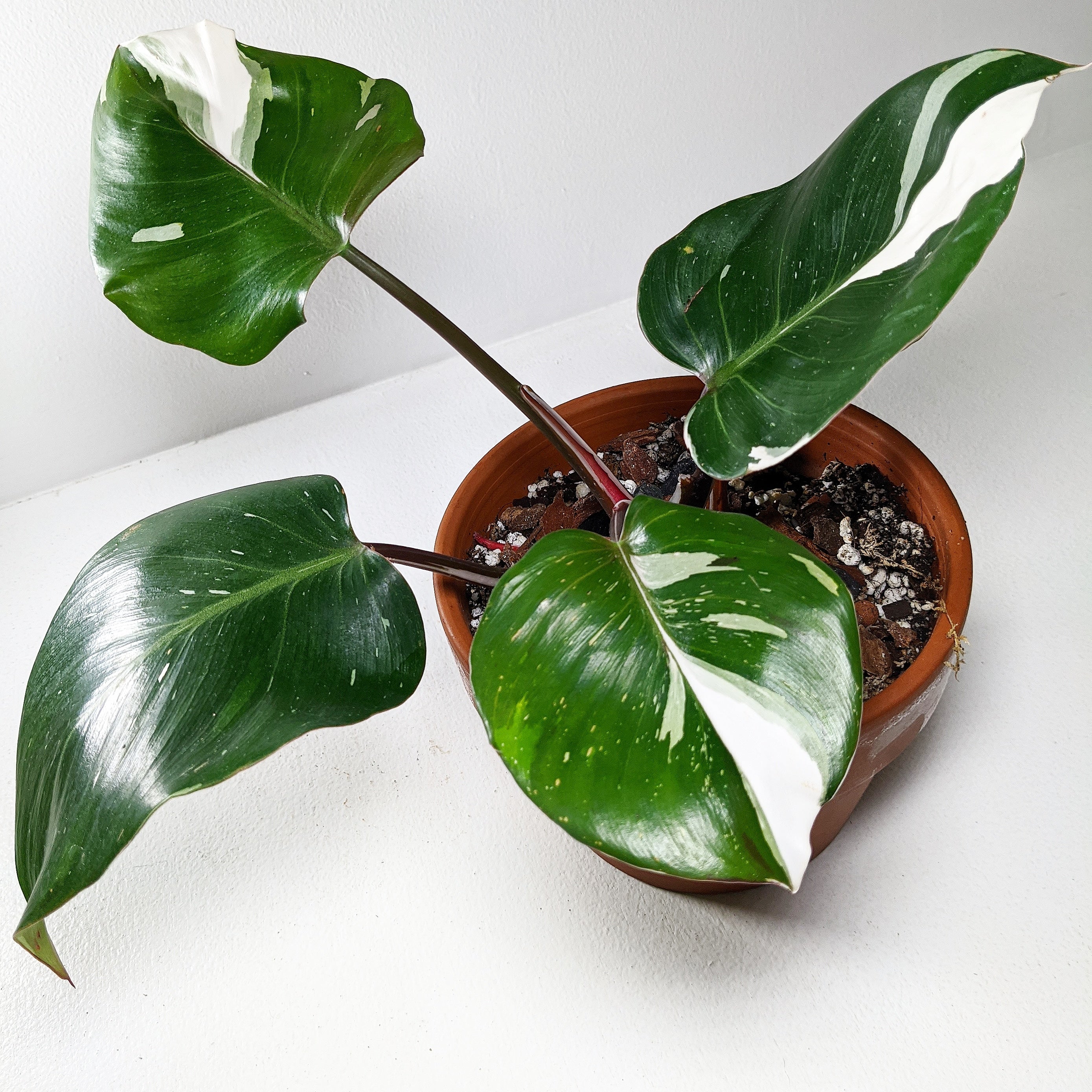 13 Beautiful Indoor Plants That Have Shapes Look Like Pothos - 93