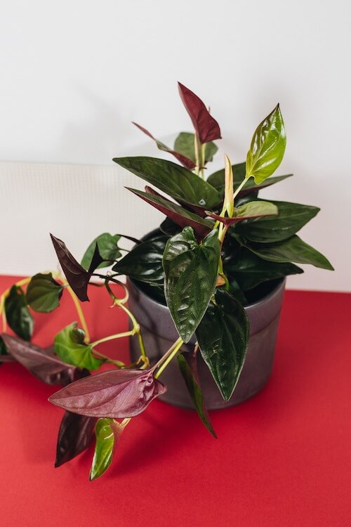 13 Beautiful Indoor Plants That Have Shapes Look Like Pothos - 95