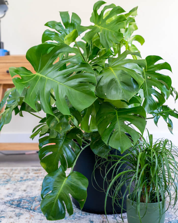 13 Beautiful Indoor Plants That Have Shapes Look Like Pothos - 97