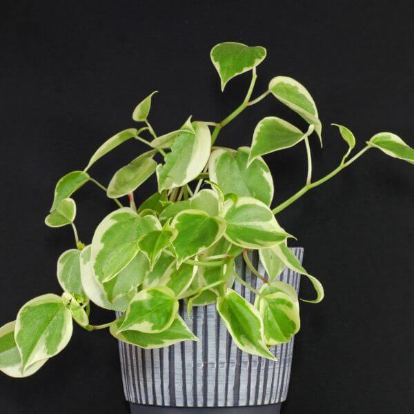 13 Beautiful Indoor Plants That Have Shapes Look Like Pothos - 99