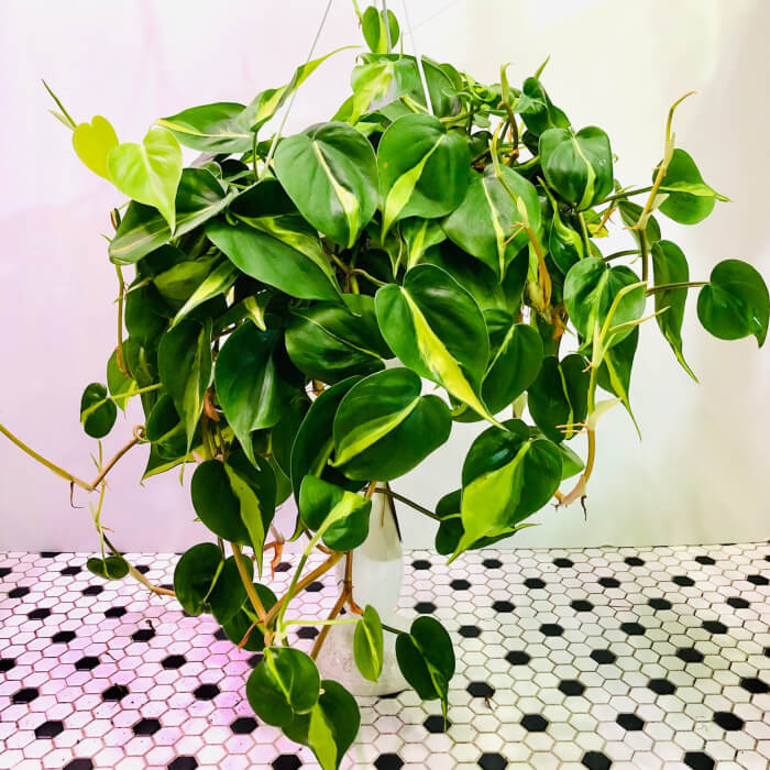 13 Beautiful Indoor Plants That Have Shapes Look Like Pothos - 101