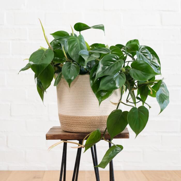 13 Beautiful Indoor Plants That Have Shapes Look Like Pothos - 103