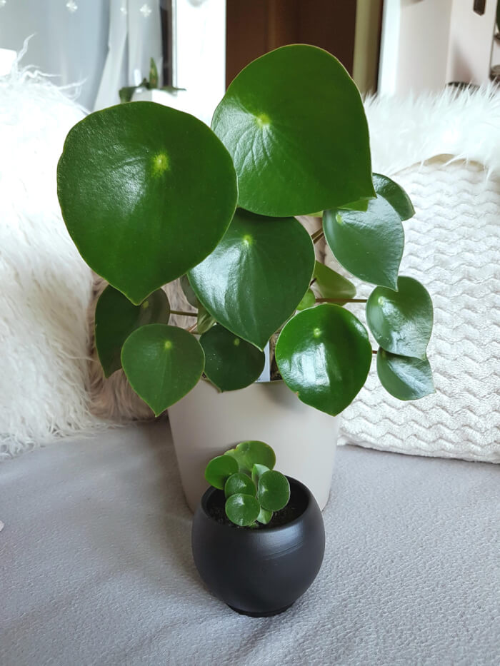 13 Beautiful Indoor Plants That Have Shapes Look Like Pothos - 105