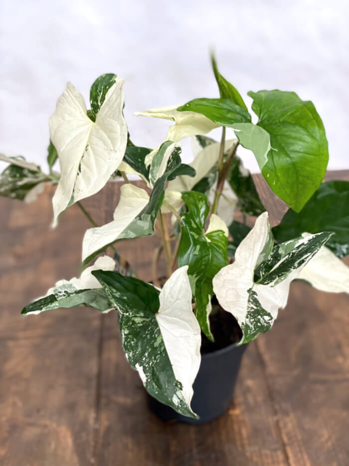 13 Beautiful Indoor Plants That Have Shapes Look Like Pothos - 109