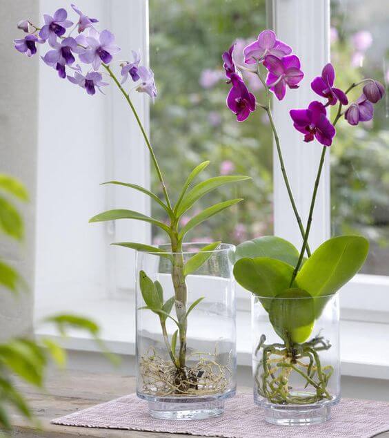 17 DIY Orchid Planter Ideas