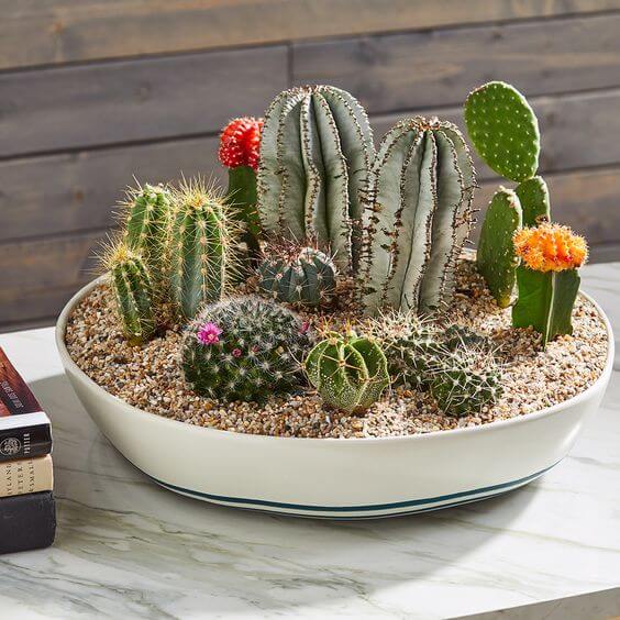 Increíbles jardines de cactus y suculentas de bricolaje - 145