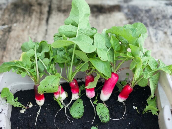 11 Best Root Vegetables To Grow In Containers - 73