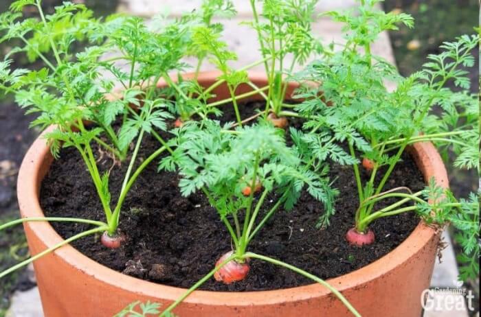 11 Best Root Vegetables To Grow In Containers - 85