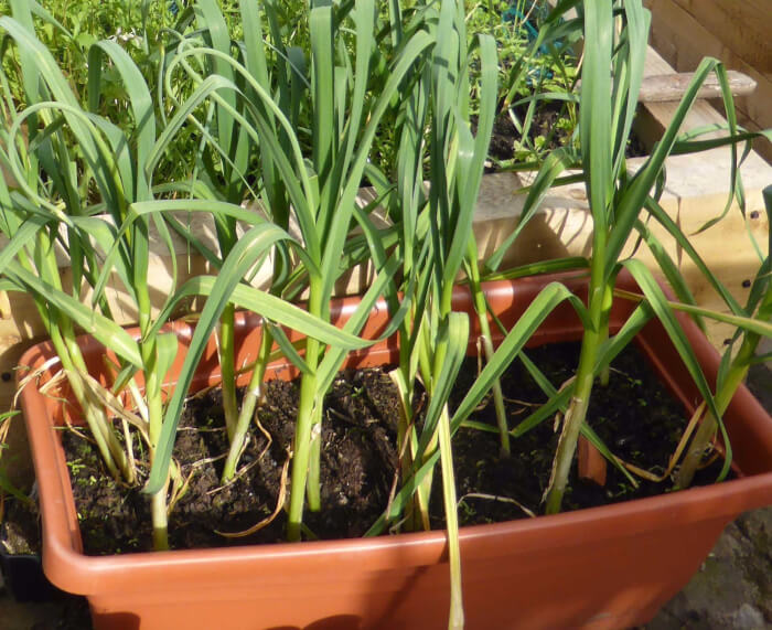 11 Best Root Vegetables To Grow In Containers - 89