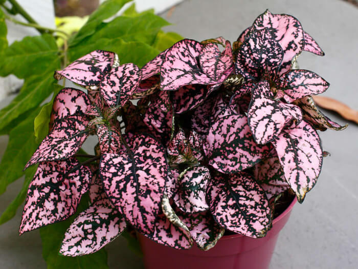 16 Houseplants That Have Attractive Rainbow Leaves