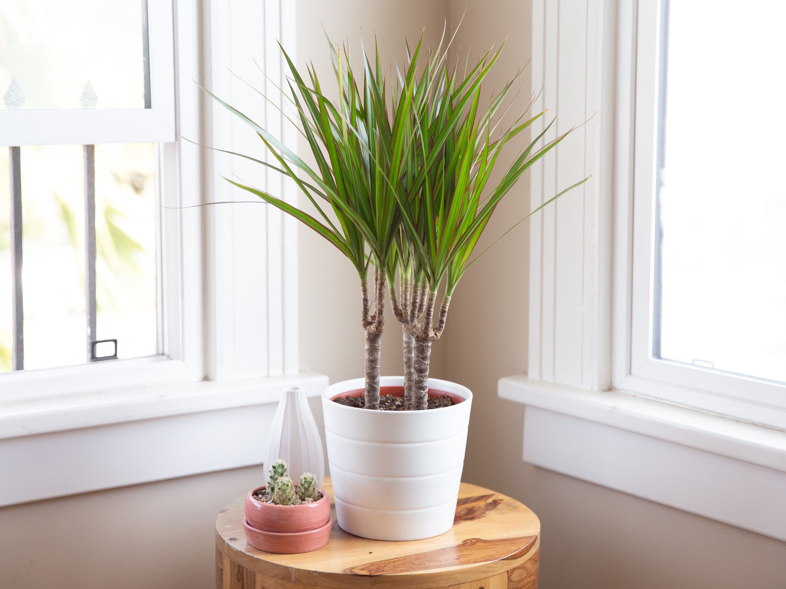 10 Houseplants That Generate Oxygen And Clear The Air In The Home - 67