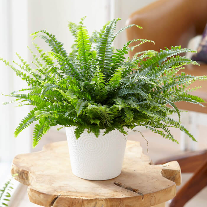 10 Houseplants That Generate Oxygen And Clear The Air In The Home - 69