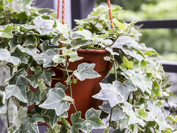 10 Houseplants That Generate Oxygen And Clear The Air In The Home - 71
