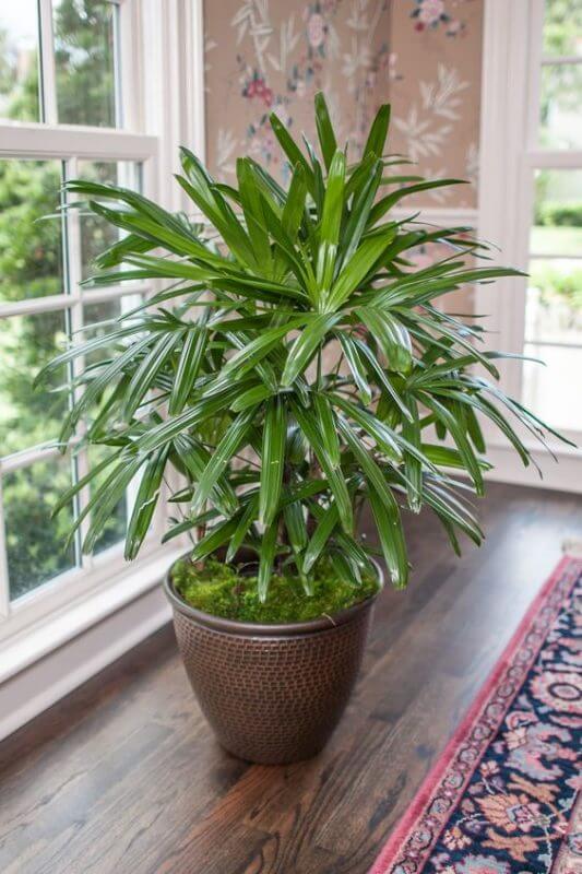 10 Houseplants That Generate Oxygen And Clear The Air In The Home - 73