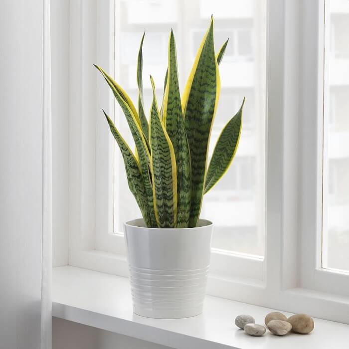 10 Houseplants That Generate Oxygen And Clear The Air In The Home - 75